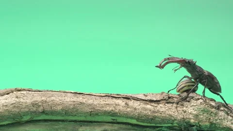 A deer beetle on a green background is walking on wood Stock Footage 276690388