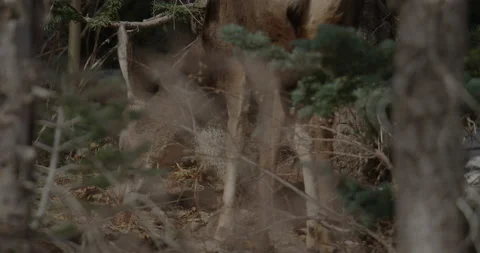 Deer Behind Branches Eating Stock Footage 221394226