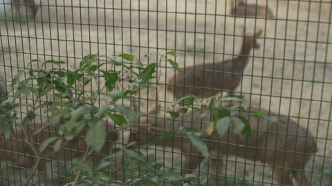 Deer Behind A Fence.. Stock Footage 97888919