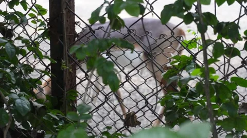 A deer behind the tree Video stock 292513739