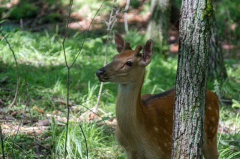 Deer behind a tree Foto stock