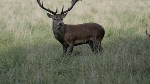 Deer being cautious Stock Footage 82722145