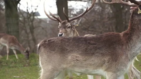 Deer Being Fed Phoenix Park Dublin 스톡 동영상 48578516