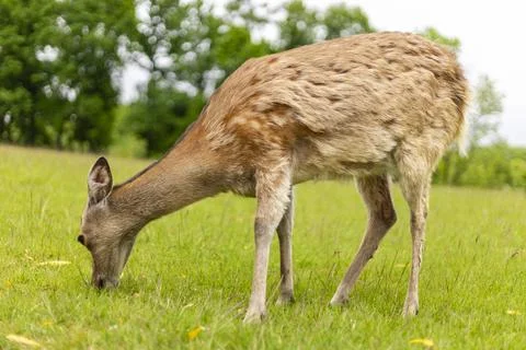 A deer bends down to graze on vibrant green grass in a peaceful meadow surrou Stock Photos