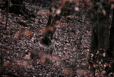 Deer between trees and watching other people Stock Photos