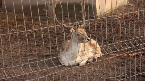 Deer with Big Horns Stock Footage 75038657