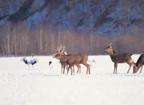 Deer with Birds Fotos Stock