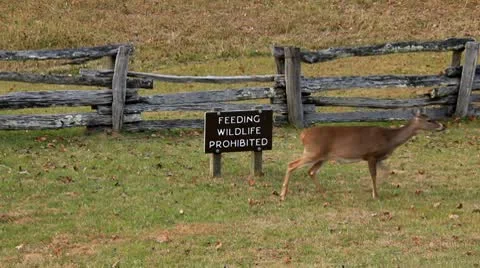 Deer Blocking "No Feeding Wildlife" Sign Stock Footage 8972136