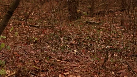 Deer bone in pine forest Stock Footage 167255720