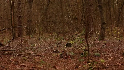 Deer bone in pine forest Stock Footage 167255734