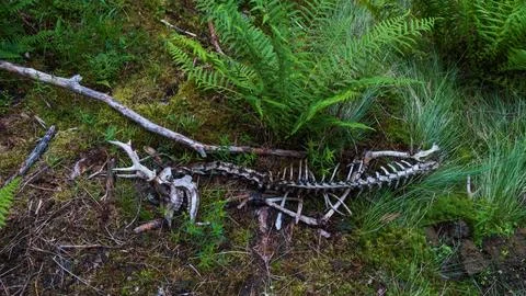 Deer Bones Stock Photos