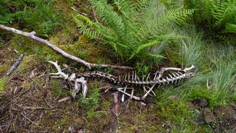 Deer bones Stock Photos