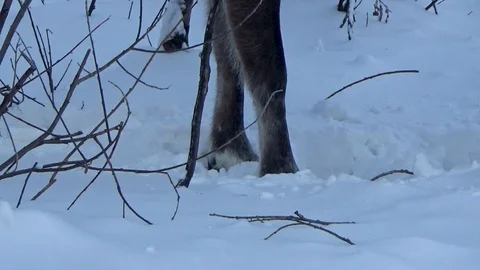 Deer with branched horns Video stock 99419019