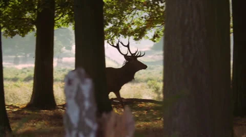 Deer Braying in the Woods Stock Footage 65031905