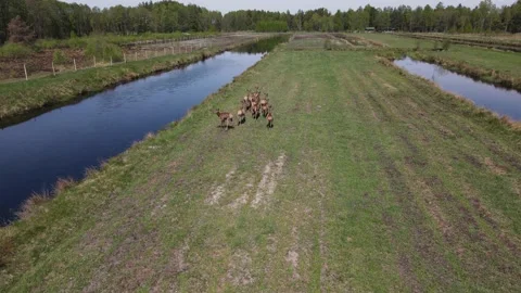 Deer breeding Stock Footage 194481347