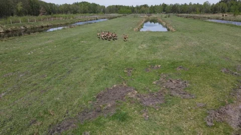 Deer breeding Stock Footage 194481354