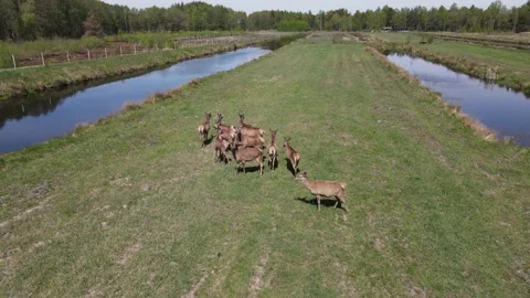Deer breeding Stock Footage 194481364
