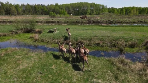 Deer breeding Stock Footage 194481587