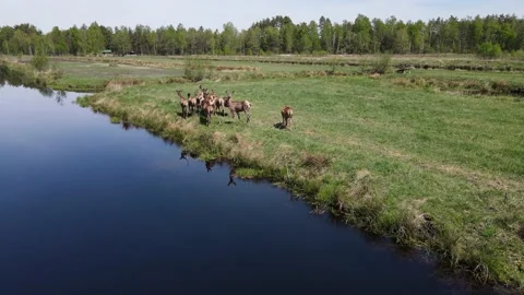 Deer breeding Stock Footage 194481639