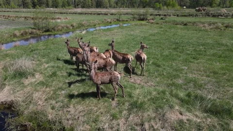 Deer breeding Stock Footage 194481640