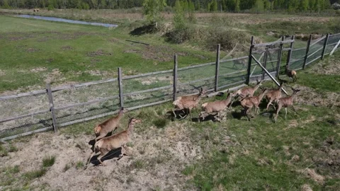 Deer breeding Stock Footage 194481641