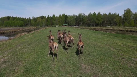 Deer breeding Stock Footage 194481700