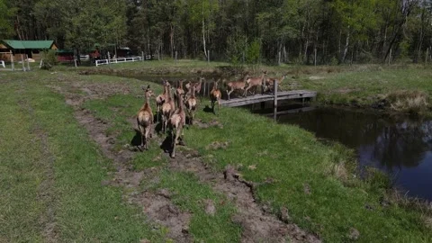 Deer breeding Stock Footage 194481810