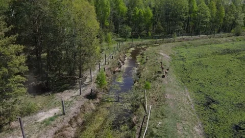 Deer breeding Stock Footage 194481829