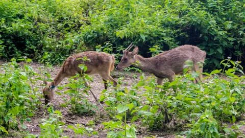 Deer Breeding Stock Photos