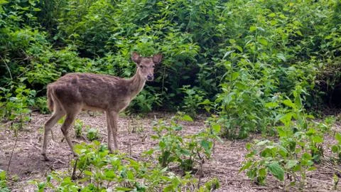Deer Breeding Stock Photos