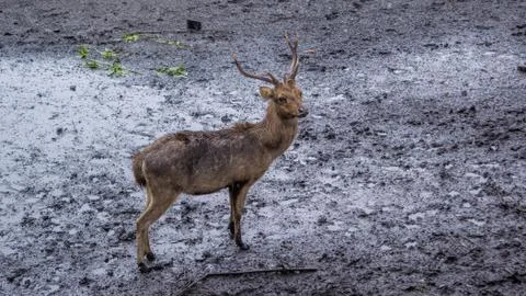 Deer Breeding Stock Photos