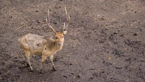 Deer Breeding Stock Photos