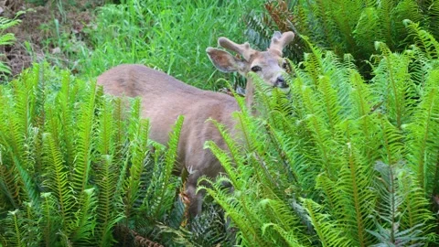 Deer Browsing in Lush Ferns on Bowen Island Forest, Canada Wildlife Nature Scene Stock Footage 346651394