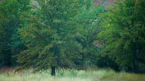 Deer Buck Chases Doe during the Rut Stock Footage 82901172