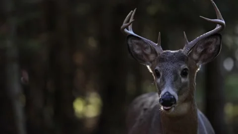 Deer buck in the dark forest with backlit antlers slider paralax move 動画素材 221009695