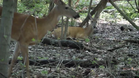 DEER, BUCK &amp; DOE IN WOODS, OVER-CRANKED FTG. Stock Footage 137267604