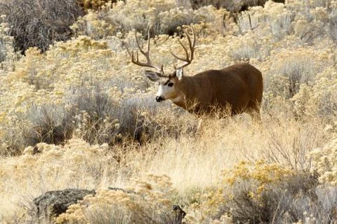 Deer buck with large antlers Stock Photos