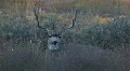 Deer buck laying in mountain P HD 2687 HD Footage