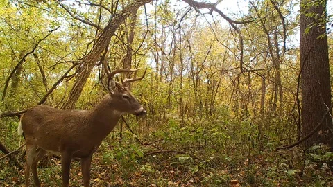 Deer buck making a scape very close turns walks away Stock Footage 118779066
