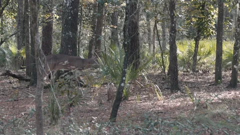 Deer buck walks in Florida pine forest Stock Footage 187302033