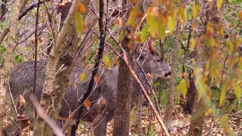 Deer buck whitetail in the rain Stock Footage 103121733