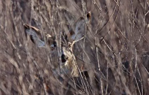 Deer in Bush 写真素材