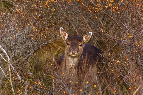 Deer in bushes 스톡 사진