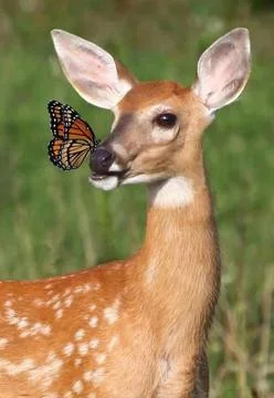 Deer with butterfly Stock Photos