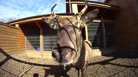 A deer in a cage Stock Footage 50269149