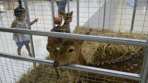 Deer in cage 库存影片 106938708