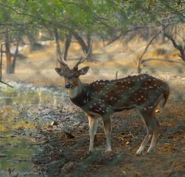 Deer in cage Stock Photos