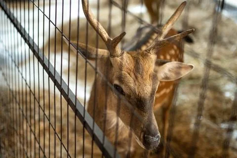 The deer is in a cage while showing in the mall. Stock Photos