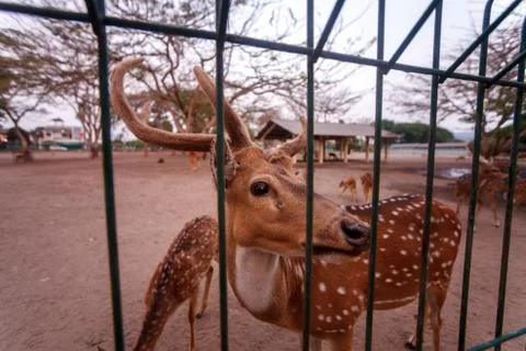 Deer in a cage in a zoo on the island of Java, Indonesia Stock Photos