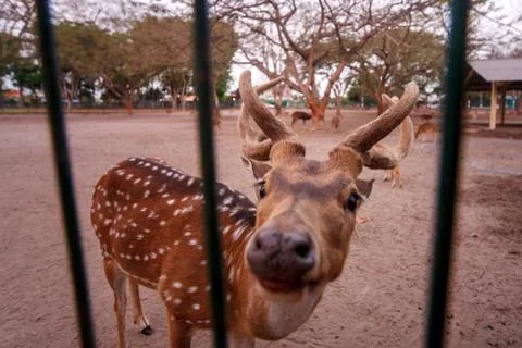 Deer in a cage in a zoo on the island of Java, Indonesia Foto stock